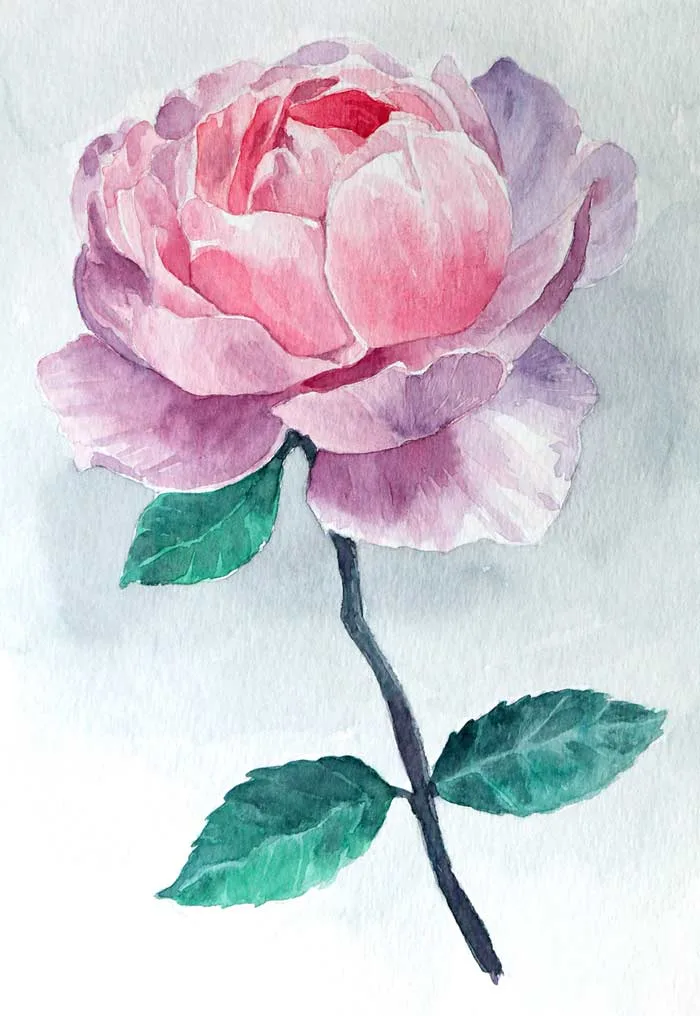 Watercolor painting rose flower Rose flower with watercolor
