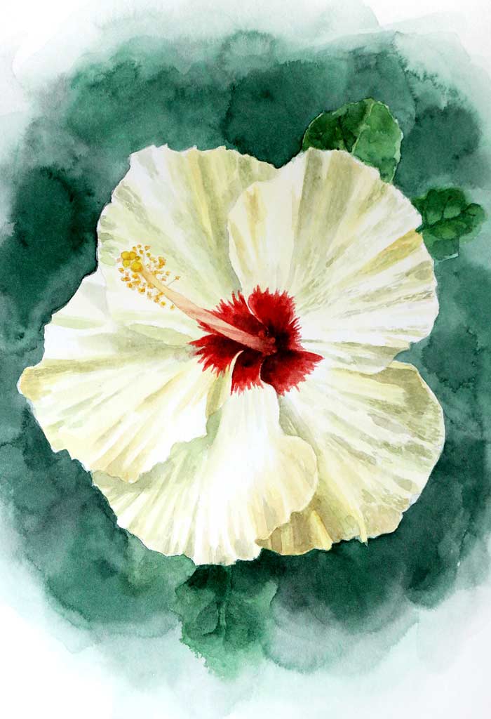White Hibiscus flower painting with watercolor