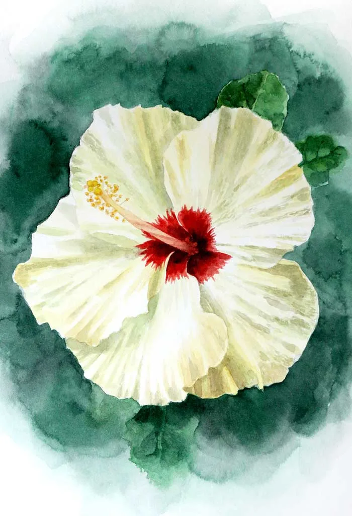 Hibiscus painting White Hibiscus flower painting with watercolor