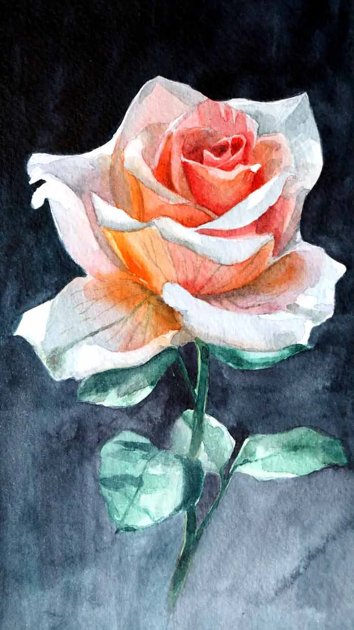 Rose painting Rose painting with watercolor