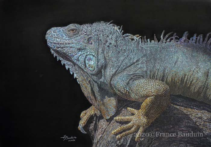 Artist France Bauduin drawing wildlife with colored pencils