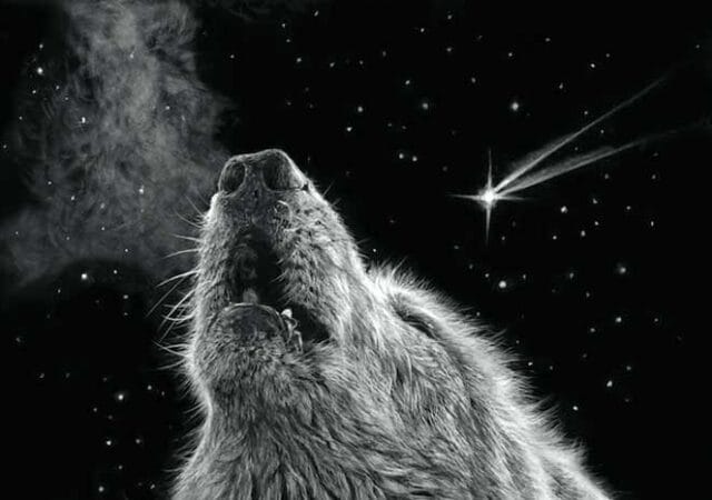 Wildlife Artist to raise awareness for endangered wildlife