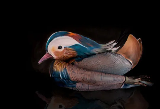 Mandarin duck body painting by Gesine Marwedel