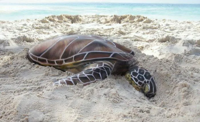 Turtle Body art by Gesine Marwedel