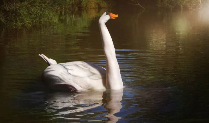 Swan body art by Gesine Marwedel