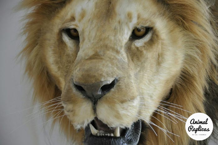 African Lion Head Replica by Ami Zarug 