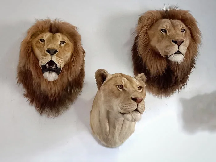 Animal Replicas lions by Artist Ami Zarug 