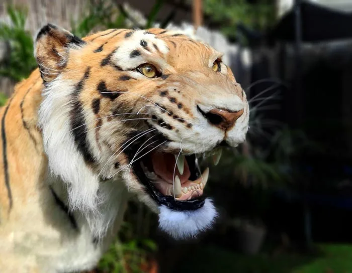 Animal Replicas Tiger by Artist Ami Zarug