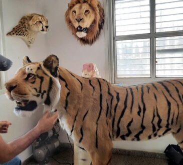 Tiger life-size replica by Artist Ami Zarug