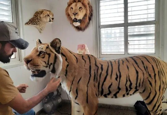 Tiger life-size replica by Artist Ami Zarug