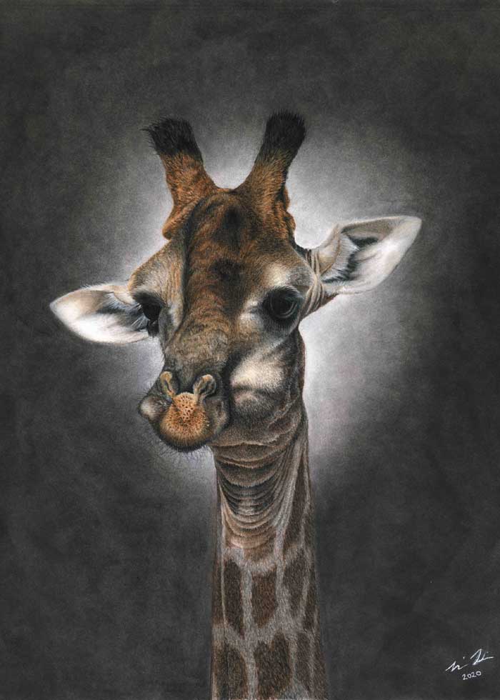 Giraffe Pastel pencil on paper by Keri Fisher