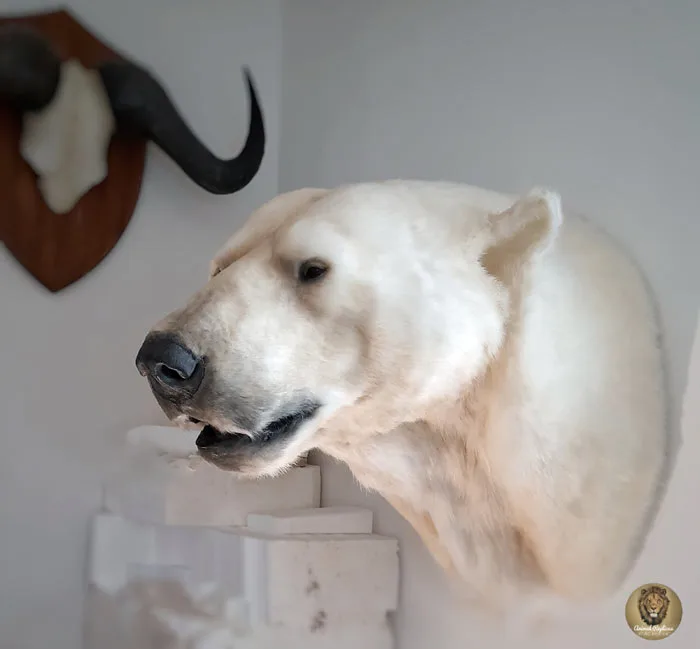 Bear head replica handmade by Ami Zarug 