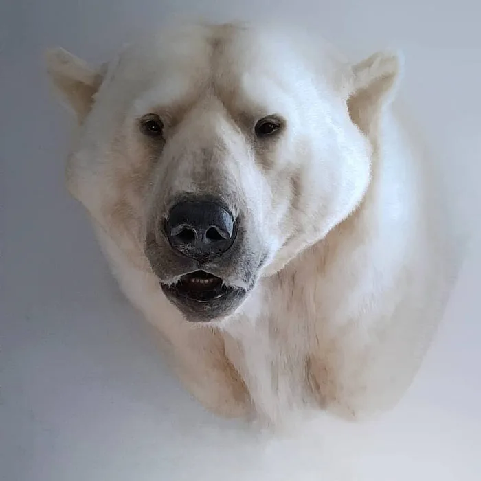 Polar bear replica by Artist Ami Zarug 