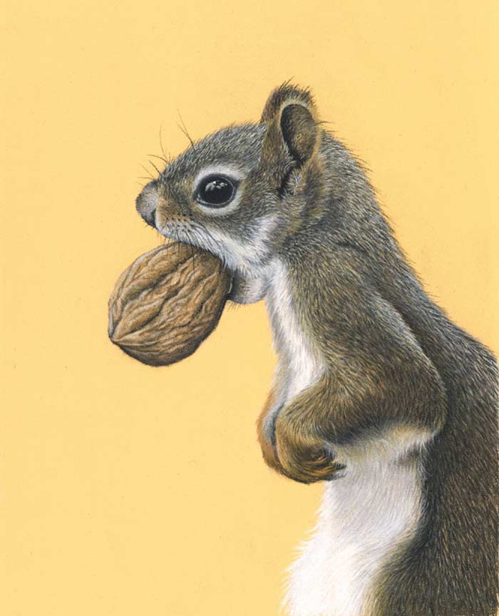 Squirrel pastel on paper by Keri Fisher