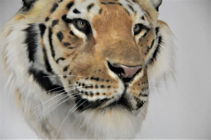 Tiger Replica wall mount by Ami Zarug 