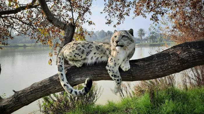 Tiger lifesize replica by Ami Zarug