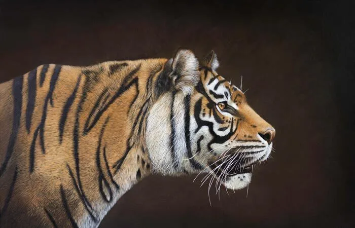 Animal tiger painting by Sophie Green