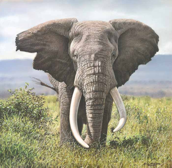 African Elephant painting by Eric Wilson