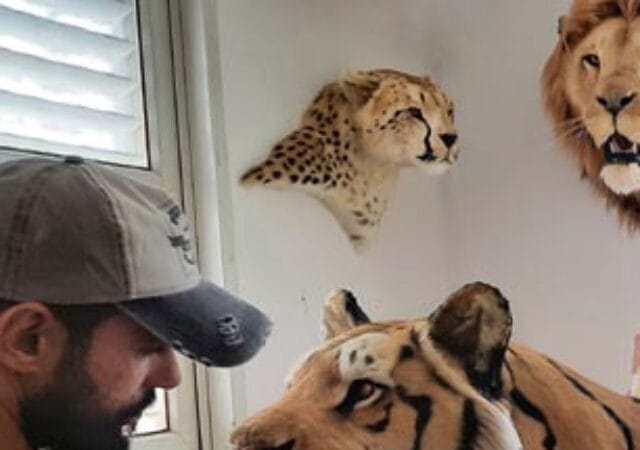 Tiger life-size replica by Artist Ami Zarug