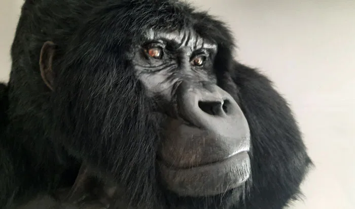 Silverback gorilla Replicas by Ami Zarug 