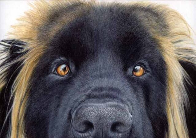 Animal art by Madeleine