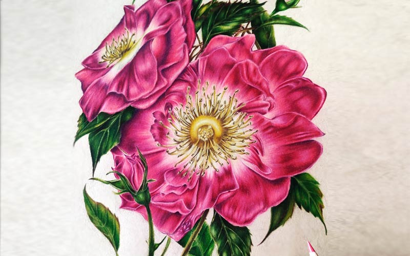 20 Beautiful Color Pencil Drawings and Decorative Art works by Visothkakvei