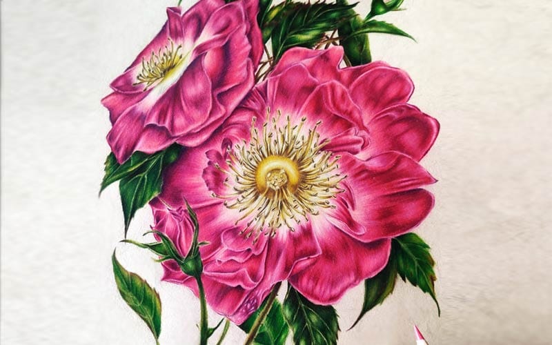 Get Inspired to Try Colored Pencils With Realistic Color Pencil