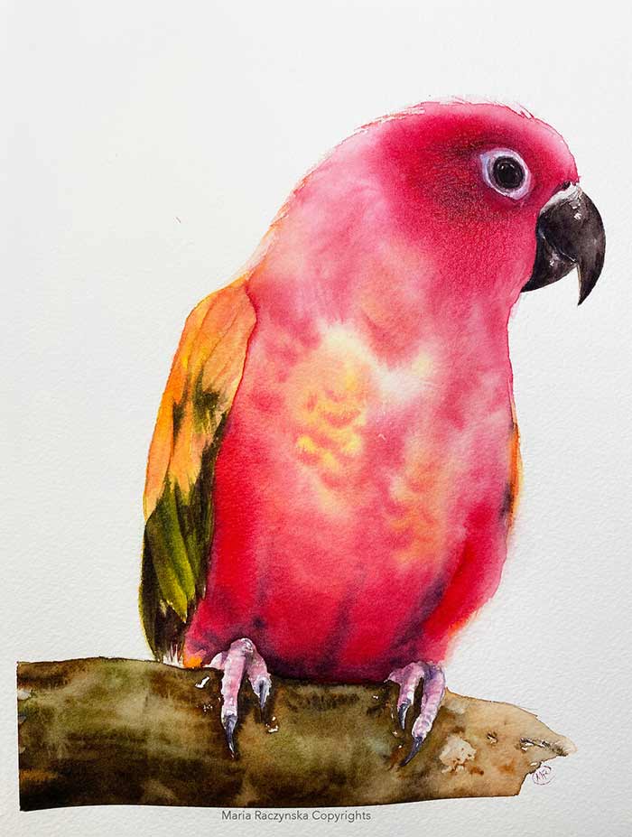 Watercolor parrot painting by Maria Raczynska