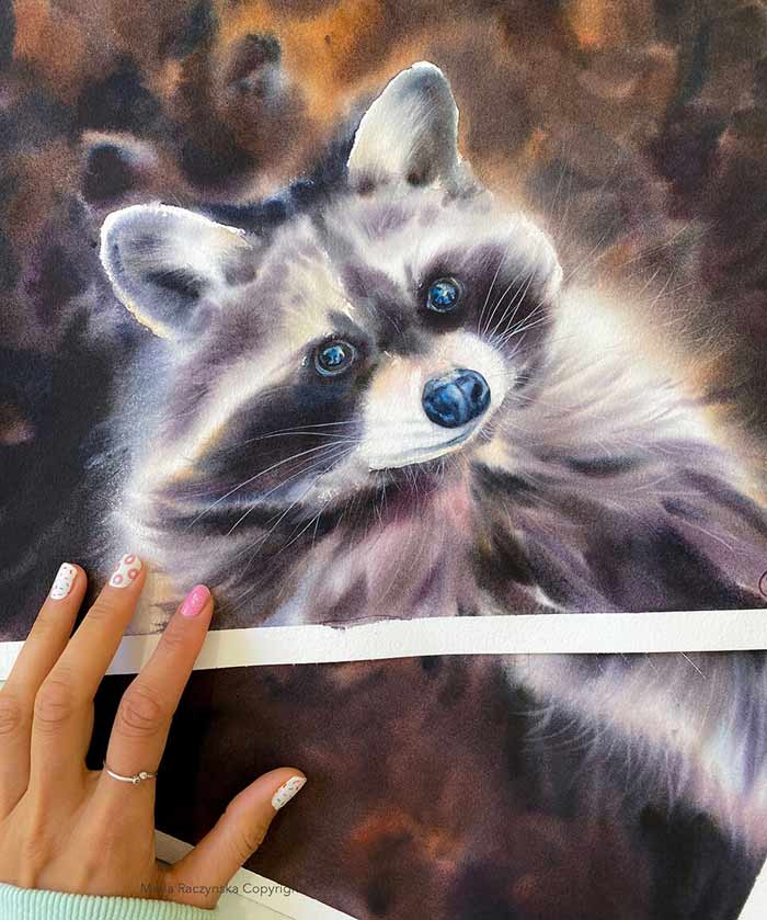 Raccoon dog watercolor painting by Maria Raczynska