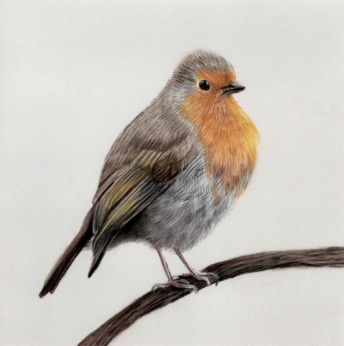Bird Drawing Realistic by Danielle Beck