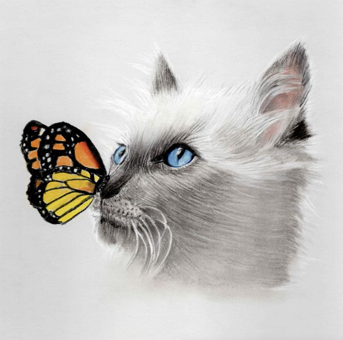 Butterfly on cat nose drawing by Danielle Beck