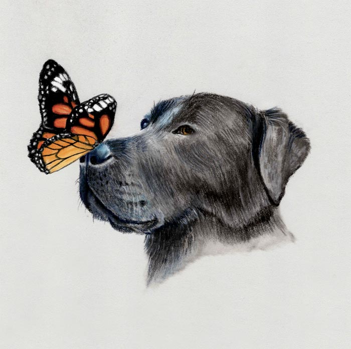 Butterfly on dog nose drawing by Danielle Beck