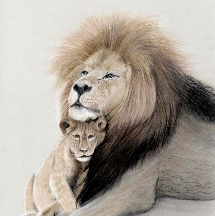 Lion and Cub animal draw by Danielle Beck