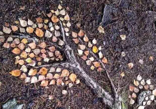 beauty of nature art Lucia Pec