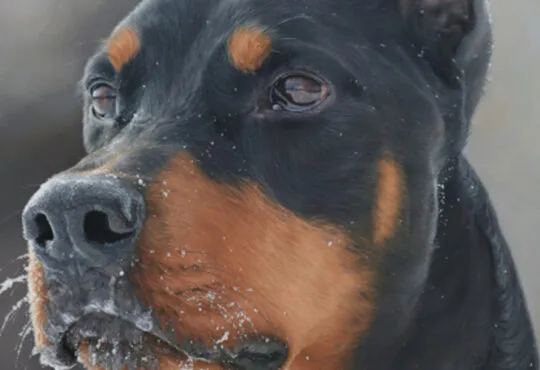 Custom pet portrait on canvas