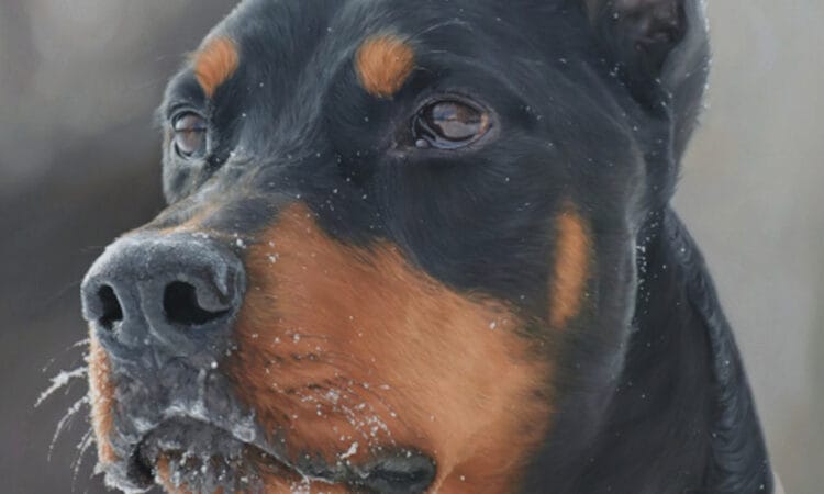 Custom pet portrait on canvas