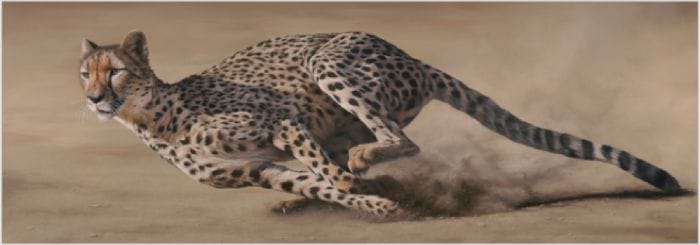 Running with Sage Leopard