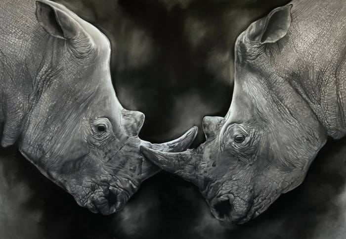 neushoorn portrait drawings