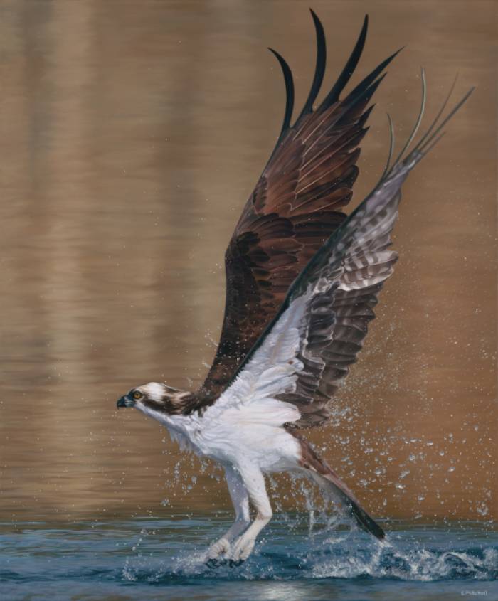 Realistic painting of an osprey bird