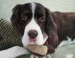 Portrait of a pet artist at work, painting a realistic and detailed image of a dog on a canvas