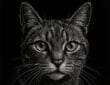 Creating a Scratchboard Cat Portrait
