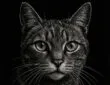 Creating a Scratchboard Cat Portrait