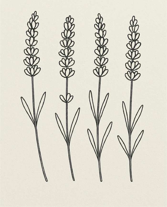 Lavender Sprigs drawing Ideas