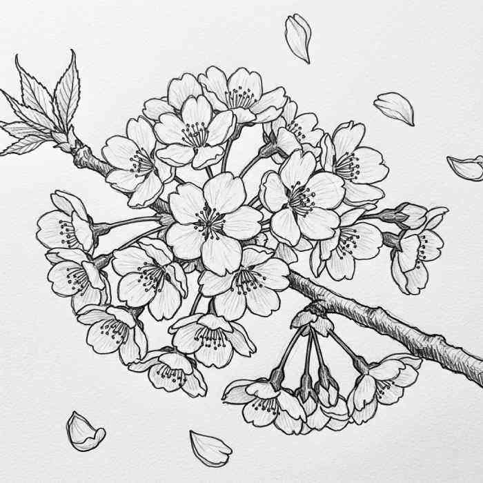 Detailed black and white drawing of cherry blossom flowers on a branch with falling petals