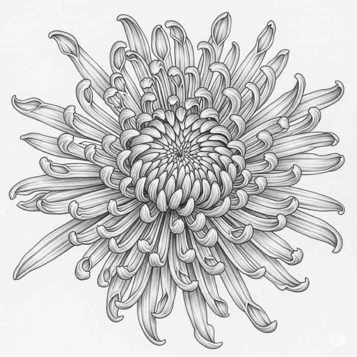 Drawing of a chrysanthemum flower with layered spiral petals and detailed shading