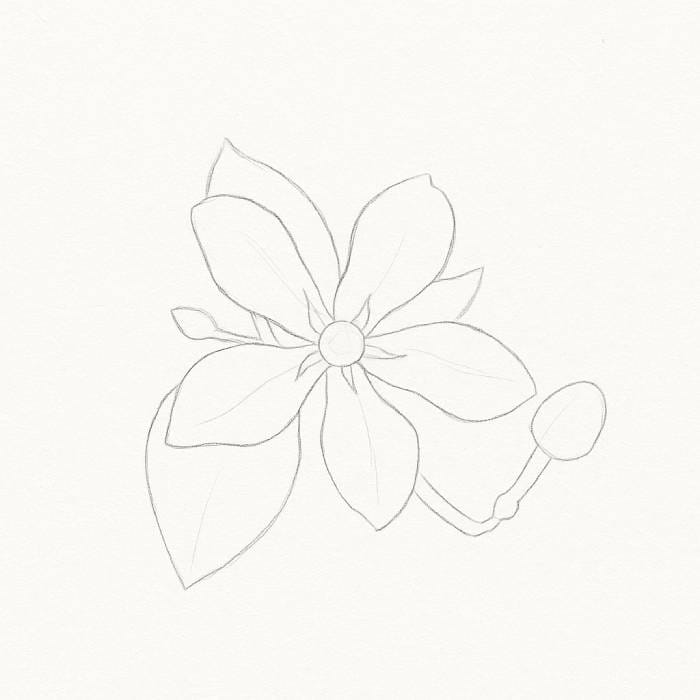 Pencil sketch of a flower with five petals, central circle, two leaves, and a bud on a stem, step 2 of a flower drawing tutorial.