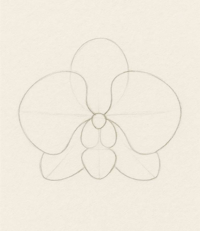 Pencil sketch of an orchid flower showing basic outline shapes with circles and ovals