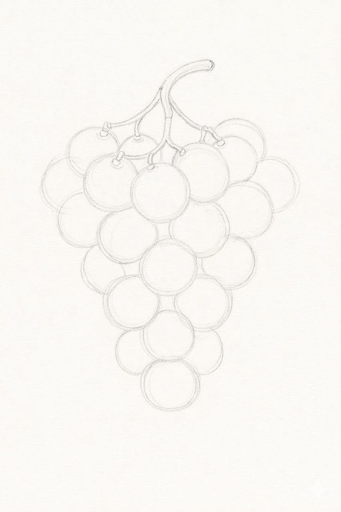 Light pencil sketch of a grape bunch showing the stem and connection points between each grape