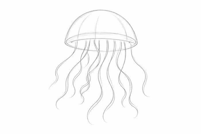 Step 3 jellyfish drawing showing long flowing tentacles extending from the bell