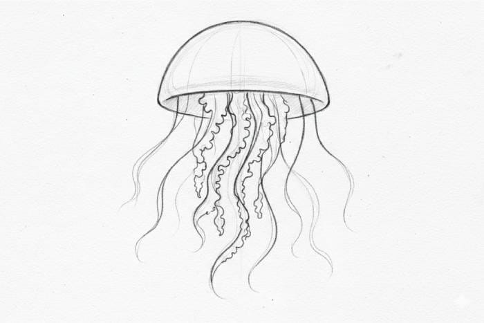 Step 5 jellyfish drawing showing refined outlines of the bell, tentacles, and oral arms
